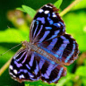 Meet your Posher, Kali